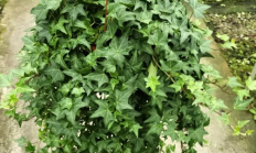 常春藤（藤本植物）