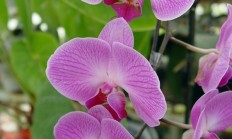 蝴蝶兰（兰科植物）