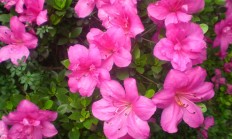 杜鹃花（木本植物）