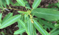 跳舞草（木本植物）