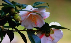 茶花（木本植物）