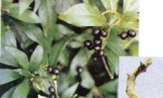 蛇根草是如何样的草药？