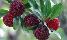 培植杨梅树须要提防些什么？