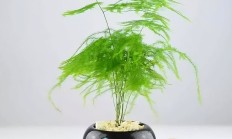 文竹（藤本植物）