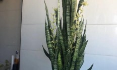 虎皮兰的朵儿如何拍摄？谁有实拍的像片，写个教程让我跪拜一下？