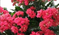 家养的花里，哪些花最佳养？