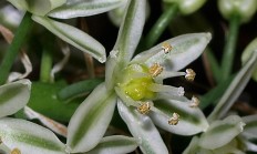 虎眼万年青（球根植物）