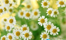 菊花的介绍，菊花的资料介绍100