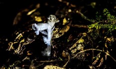 水晶兰能移植吗？