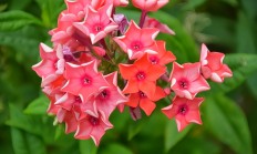 美女樱（草本植物）