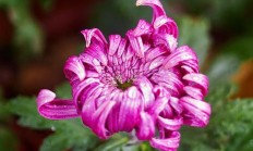 菊花的象征意义，莲花的象征意义