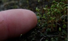 什么是苔藓？