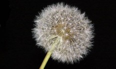 木香的品种分类