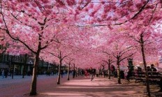 春天毕竟来了！春天万花怒放，你最爱好什么花？