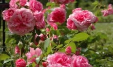 哪些花一年四序都不妨养？