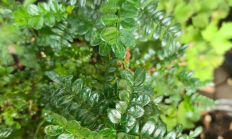 清香木（木本植物）