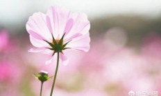 怎样拍摄花草？