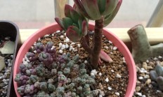 红稚莲，多肉植物红稚莲图片