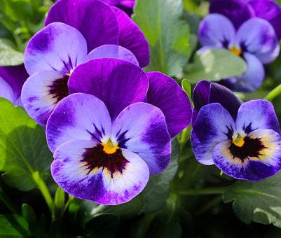 紫罗勒的种植方法