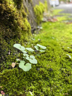 佛座莲的虫害及防治方法