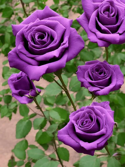 玫瑰花的功效与作用：美容美颜、缓解抑郁等多种功效