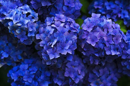 蓝花楹什么时候开花，怎么修剪最好看
