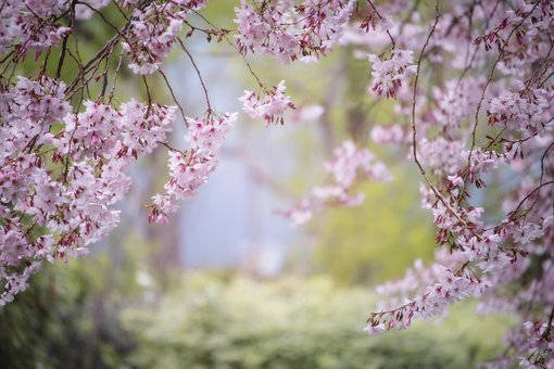 凤仙花叶子发黄护理的四种方法