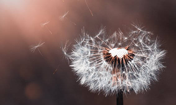 广东省省花是什么花啊