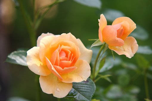 玫瑰花的功效与作用：美容美颜、缓解抑郁等多种功效