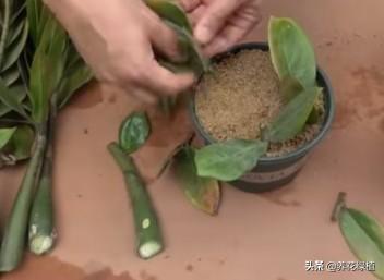 保护款项树怎样插条繁衍呢？
