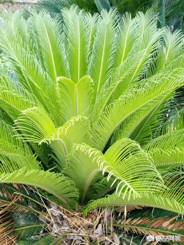 天井里种哪些植被不妨一年四序都有绿色？什么植被冬天零下十度不落叶？