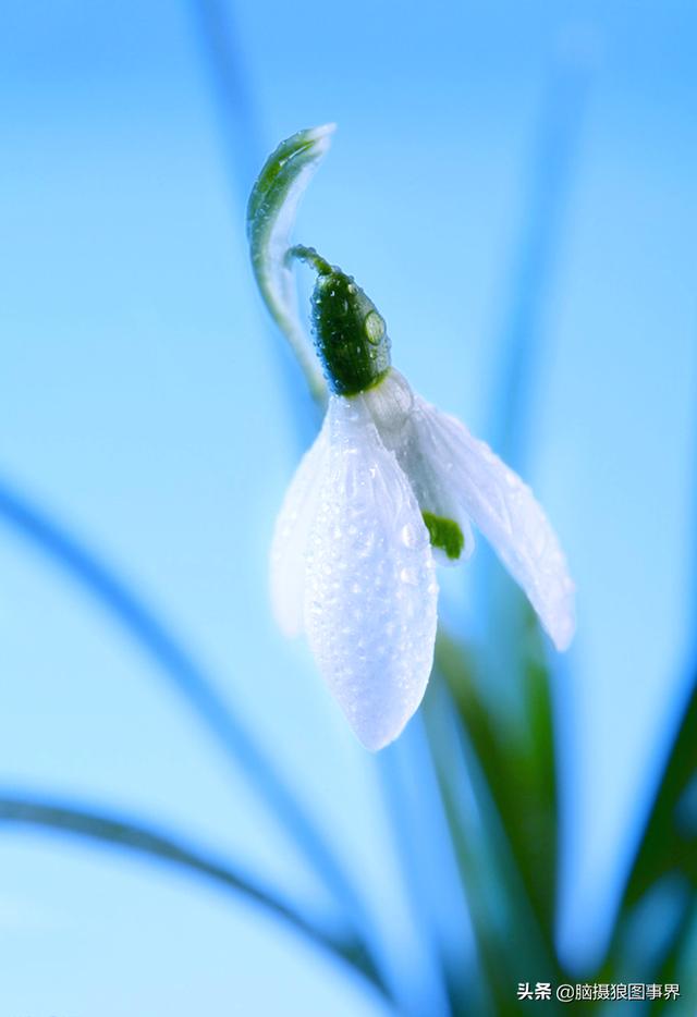 拍照如何拍雪花莲？