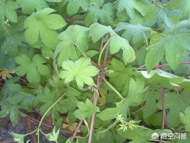 割人藤(葎草)有什么工效吗？