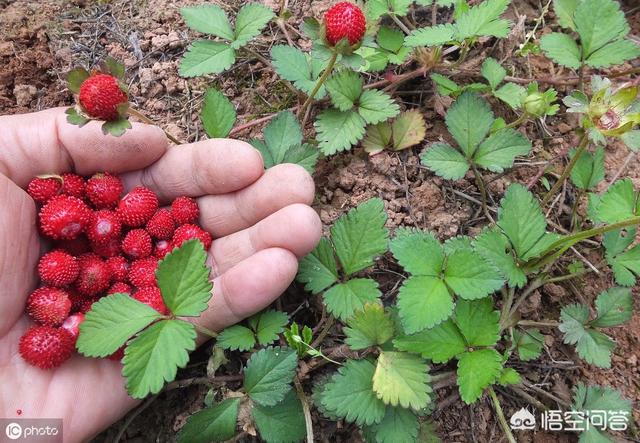 乡村一培植物，人称蛇莓，城里几十块一斤，怎样人为培植？