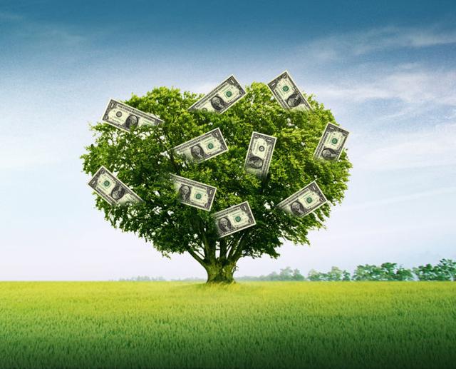 钱树子是什么树？真的会有财吗？