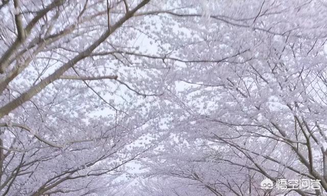 怎样看法樱花，领会樱花，观赏樱花？