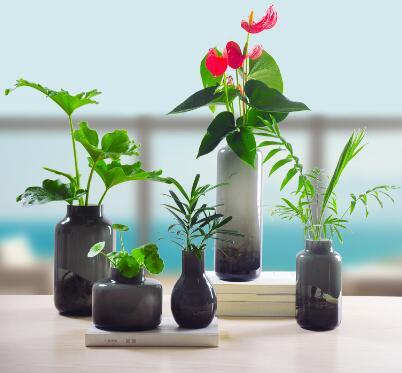 推荐几种Jiyin水培植物。筹集更容易吗？什么？