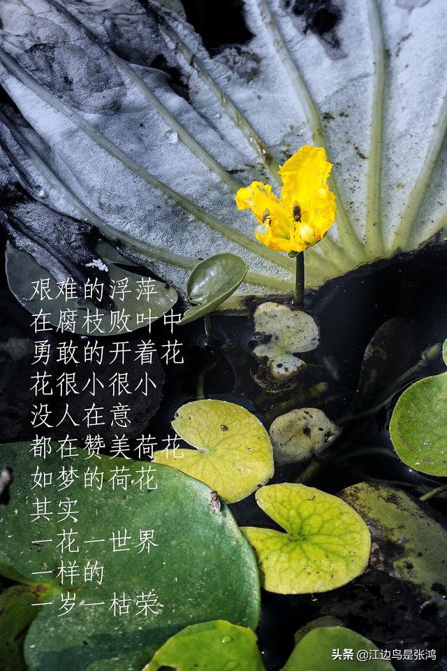 到了荷花怒放时节，把你拍的荷花晒晒，看谁的有新意？