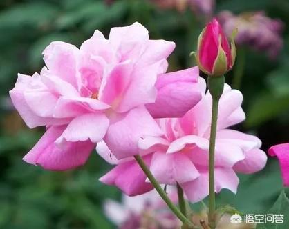 四序着花，什么花好养？