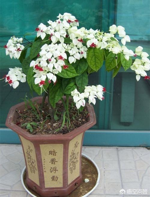 在房子里花了什么？什么是盆栽植物？