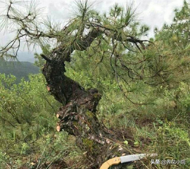 野生山松，树枝蓬勃发展，针叶树是美丽的，我们怎么能让它成为盆景？