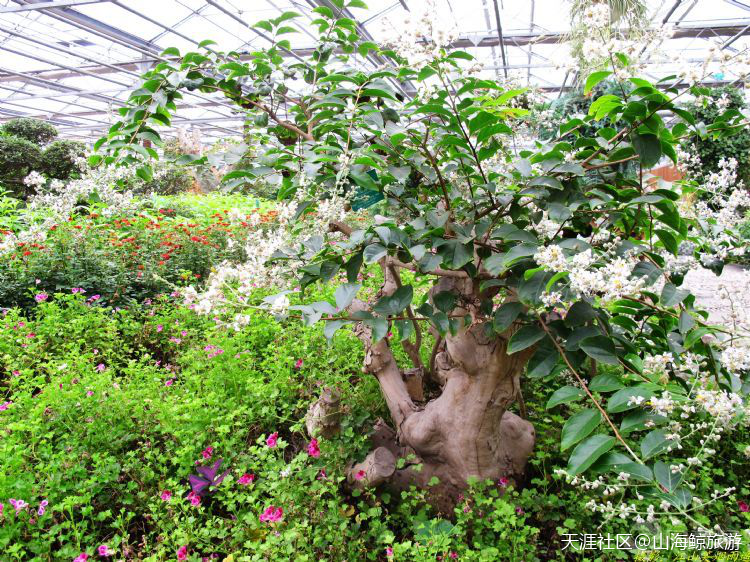 北京南城植物园 - 世界花园盛大景观