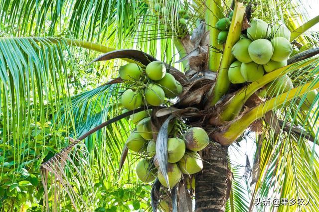 把海南的椰树，定植到广西北中国人民解放军海军后勤部，如何不见结椰子？