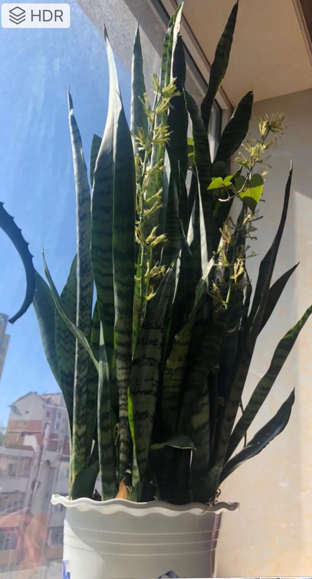 虎皮兰的朵儿如何拍摄？谁有实拍的像片，写个教程让我跪拜一下？