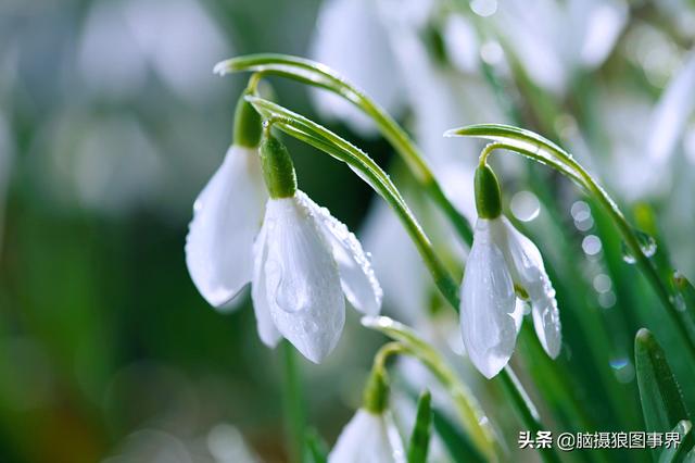 拍照如何拍雪花莲？