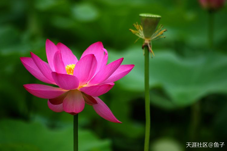 华夏花草协会开票定国花，您介入了吗？