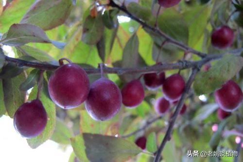 红叶李是一个怎么办的树种，有什么用处？
