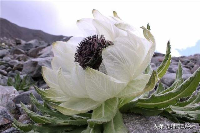 干什么雪莲长在火山上不怕冷，雪莲果莫非不是雪莲花的果子吗？