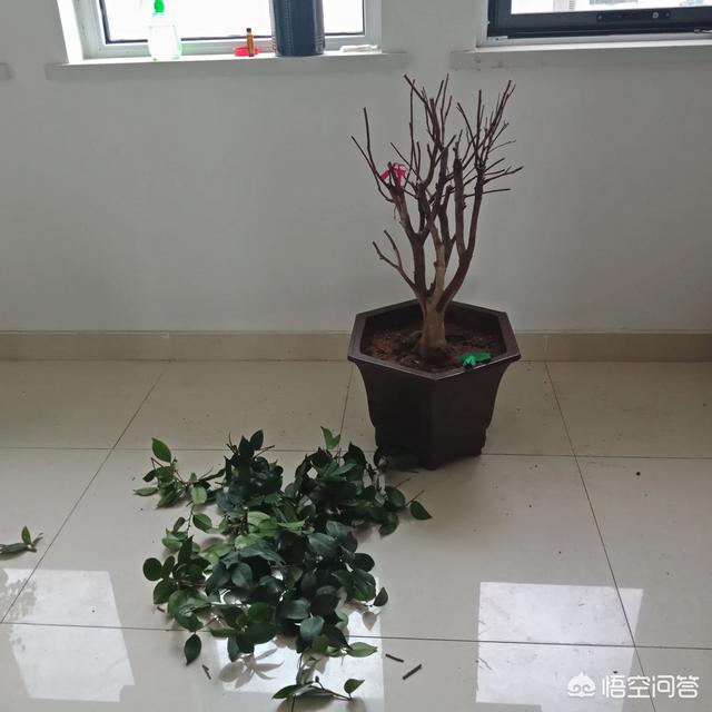 干什么有人说不许大盆栽小花？