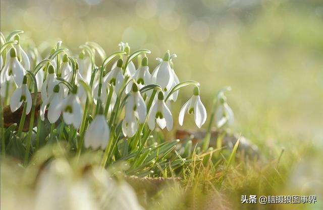 拍照如何拍雪花莲？